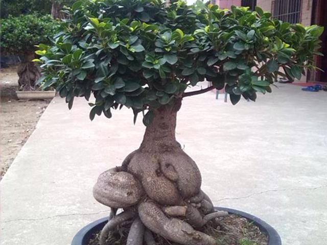 冬天怎样养人参榕，人参榕在家养好不好吗（根部如胖乎乎的人参）