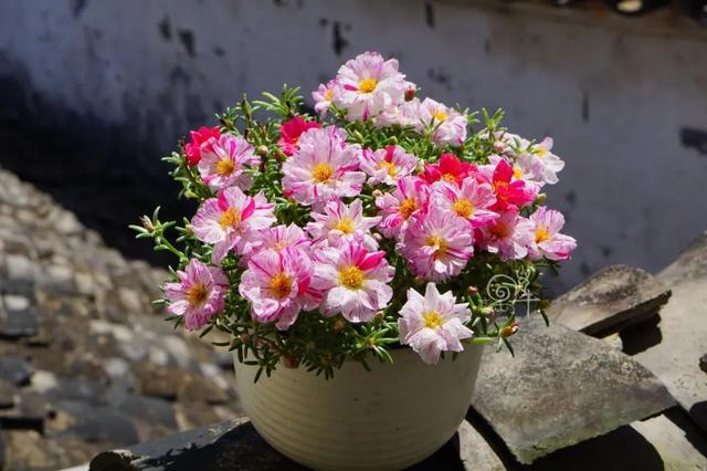 太阳花籽，太阳花顶部膨大的小颗粒是太阳花的种子吗（太阳花籽发芽后就慢慢死掉了）