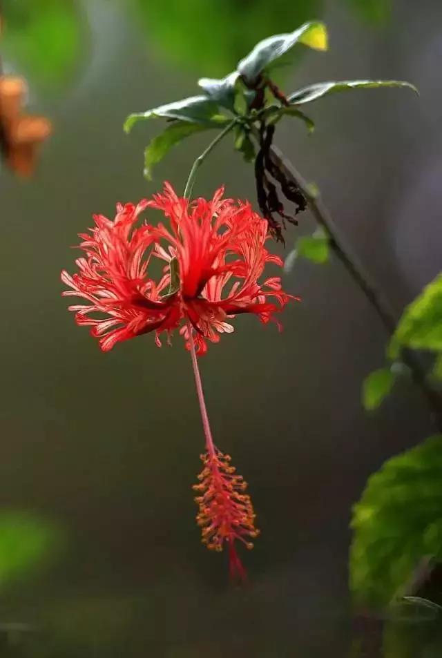 元宵节花灯种类，元宵节彩灯有哪些种类（今日元宵丨这些“花灯”见过3种算你厉害）