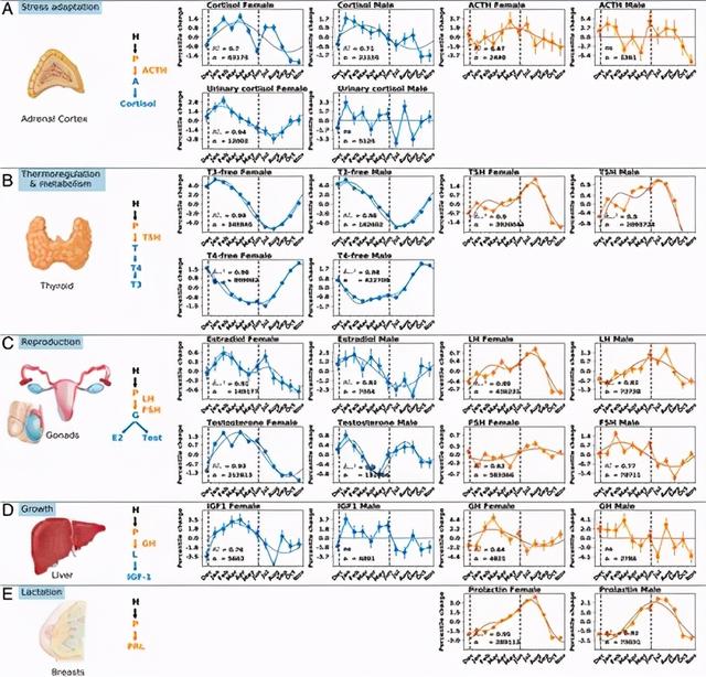 ACTH的解释及ACTH的例句，acth什么意思（人体激素随季节的变化而变化）