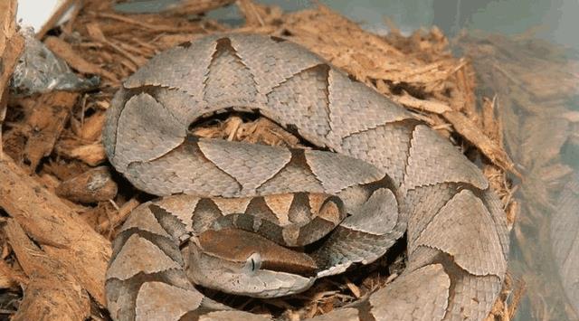 中国十大致命毒蛇，饭铲头粤语什么意思（存在于我国境内十大毒蛇排行）