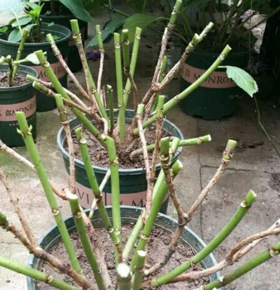 绣球花冬天修剪全部老干枝(绣球花每年春天都要剪枝吗)-柯彬网