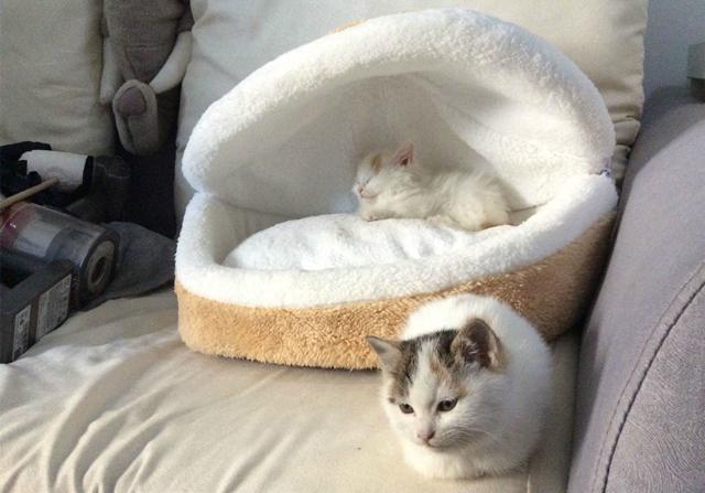 刚出生的小猫怎么养，刚出生的小猫怎么喂养（需从奶猫的日常需求出发）