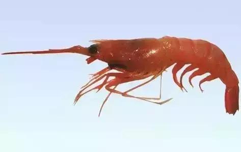 请问清炸小扒皮鱼的做法，炸小剥皮鱼的做法大全（今后再也不怕不认识海鲜了）