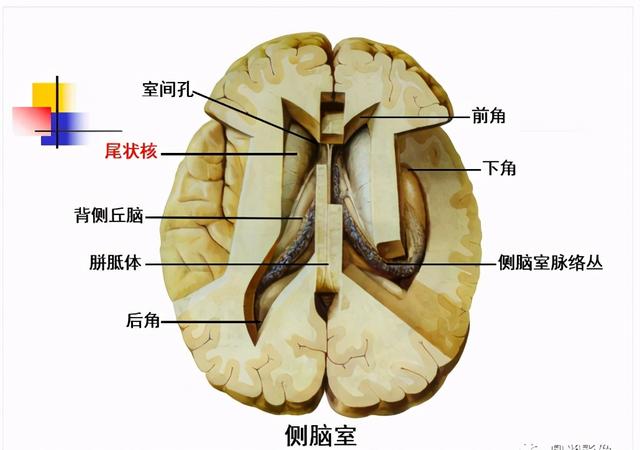 大脑杏仁体解剖图，高清大脑解剖图谱