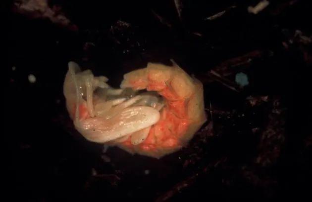 为什么萤火虫要吃蜗牛，为什么萤火虫要吃蜗牛壳（浪漫的萤火虫还有多少不为人知的一面）