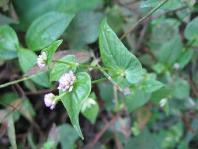 猫儿眼生长在什么地方，猫儿眼有什么药用价值（农村一种似“猫眼”的野草）