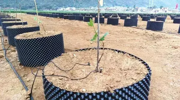 黑光灯价格多少钱，黑光灯的价格（如何科学地降低果园管理成本）