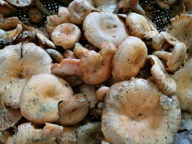 松树菇的功效与作用，松树菇的功效与作用是什么（江西丘陵山区的清明菇）