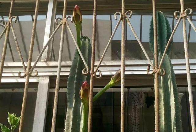 荷花的外貌特征，荷花的外貌特征怎么写（这花平时丑的没人看）