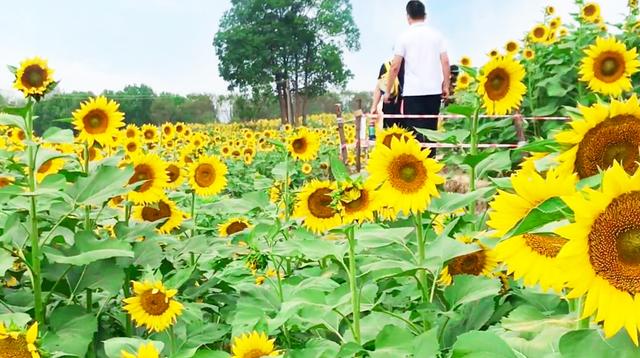 武汉森林公园在哪里，武汉森林公园地址查询（十月游武汉森林公园绿道）