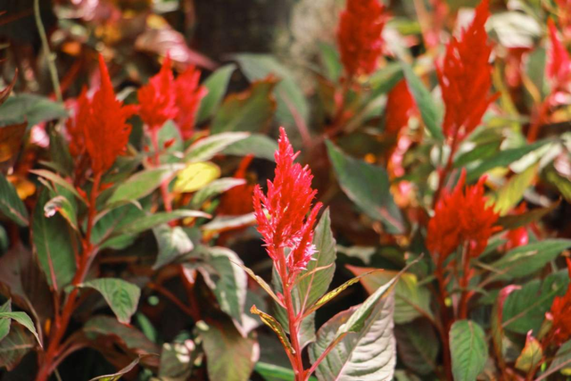 【鸡冠花种子】如何种植鸡冠花种子，鸡冠花种子怎么种植（1种花开花像个大鸡冠）