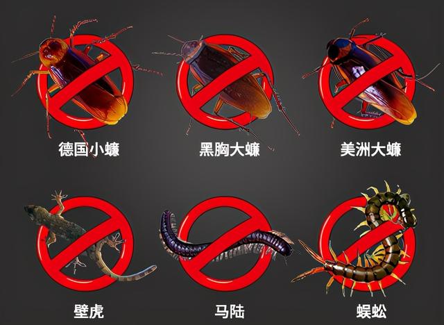 厨房有蟑螂怎么办，家里厨房有蟑螂怎么能根除（蟑螂家族连根拔起）