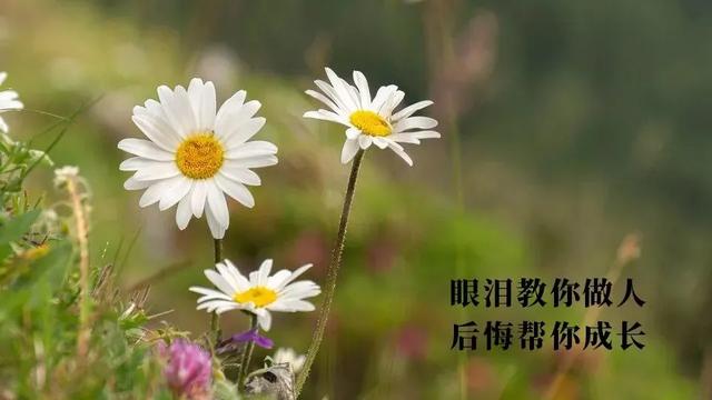 四叶草是什么意思，四叶草的含义是什么意思（正能量问候祝福动态表情图片）