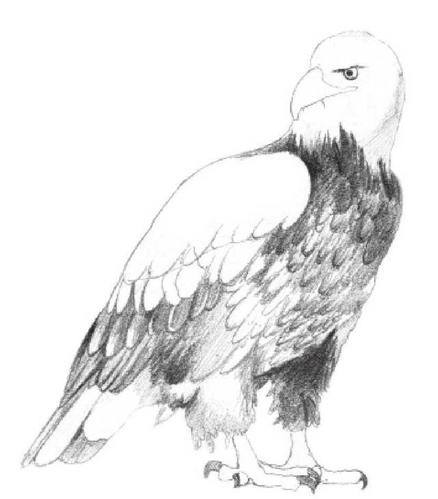 动物素描画，关于动物的画（适合初学者学习的动物素描步骤教程）