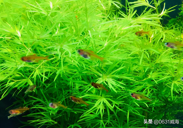 鱼缸如何调节水泵的出水量，养鱼养草中要注意的细节