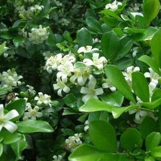 七里香的简介，七里香花语（殊不知此物是活气血“天然药”）