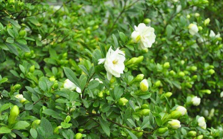 栀子花的花语是什么意思，栀子花开，香似故人来