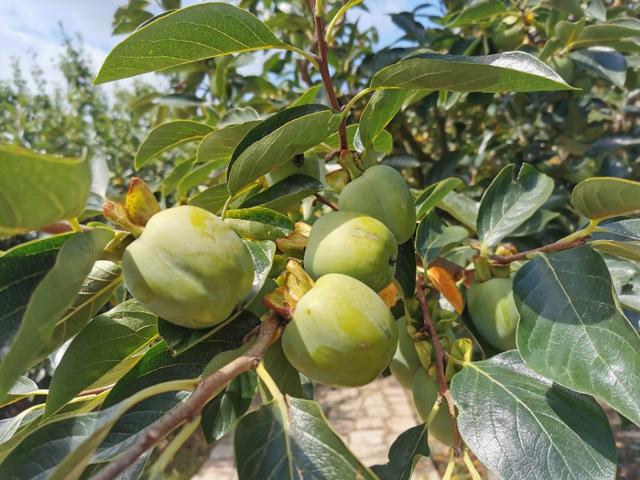 鹤山市属于哪个省哪个地区，鹤山哪里的（北有山东青岛以“石奇”而闻名的鹤山风景区）
