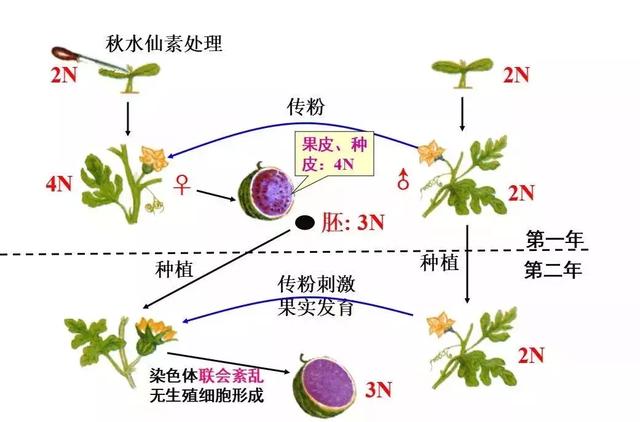 染色体结构变异的四种类型，如何预防染色体错误现象（染色体变异专题详解，学起来）