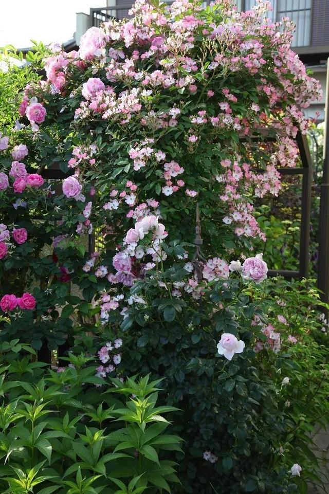 月季花品种，十大经典品种（凭一己之力撑起了整个花园的颜值）