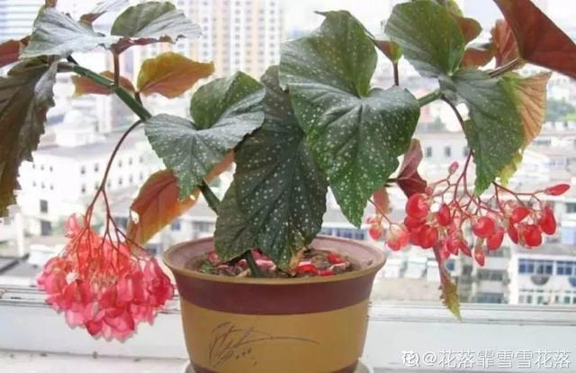 鸟尾花的繁育管理，鸟尾花 花期（30种耐阴花）