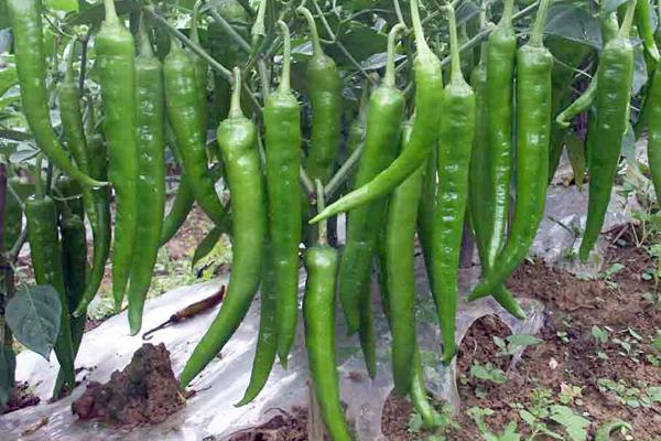 辣椒育苗时间和方法，辣椒育苗时间和方法是什么（辣椒的种植技术和管理）