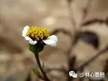 白牛胆的功效与作用，白牛胆的功效与作用禁忌（中药图片大全与功效）