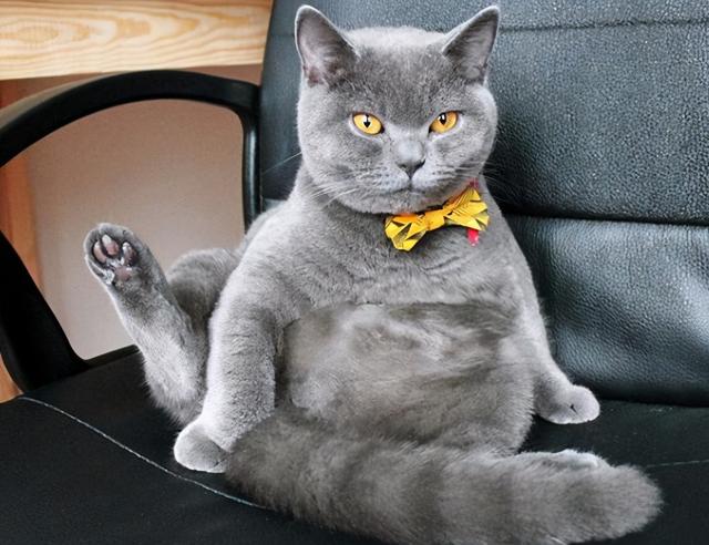 猫的所有种类，猫的所有种类及图片（30种知名的猫咪，你都认识吗）