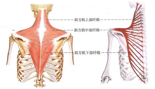 溜肩怎么练成平肩，男生溜肩怎么练成平肩（上斜方肌受着不可承受之重。选对方法）