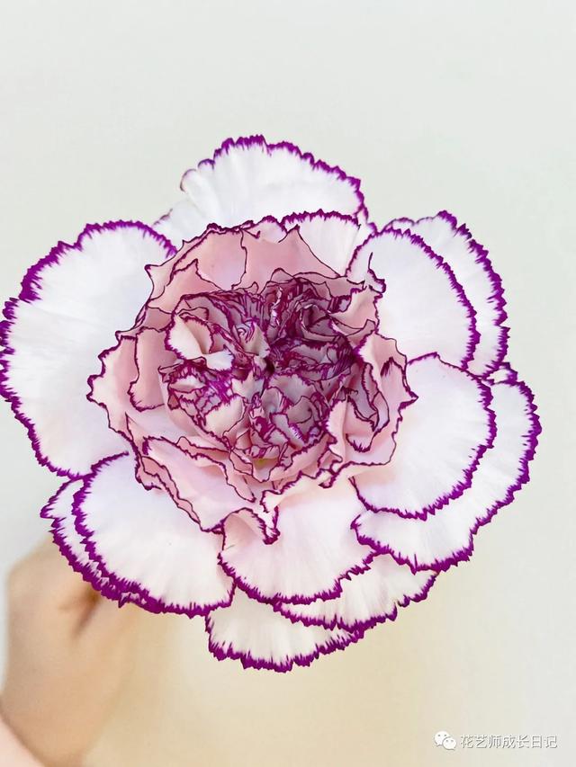 康乃馨花语，康乃馨花语22朵代表什么（却要叫蓝精灵的康乃馨~vol.3）