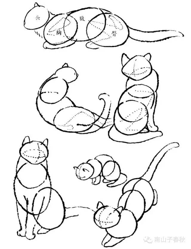 不同动态,不同角度的猫,先从头,胸,腹,臀这几部分的关系画起,同时以