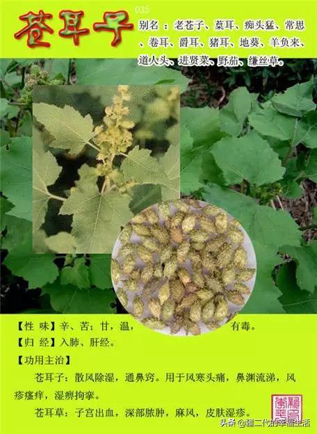 常见中草药图谱，中草药经典图谱（让你知道常用药都长啥样）