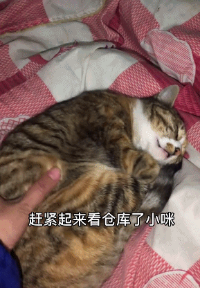 猫的灵性有多强，猫界最有灵性的四种猫（一只猫可以多有灵性）