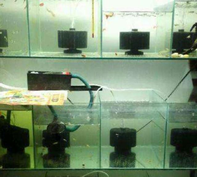 水妖精的正确使用，水妖精是干嘛用的（小型鱼缸里放置了水妖精如何使用效果比较好）