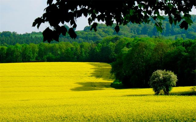 十二星座智商情商双高排行榜，十二星座的智商和情商排名（情商更高的三大星座）