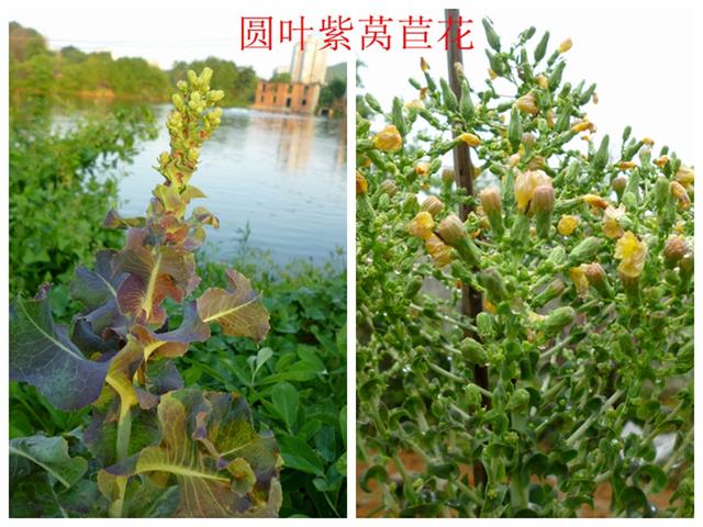 莴苣和莴笋的区别，油麦菜与莴笋的区别（蔬菜档案叶菜类<8>莴苣）
