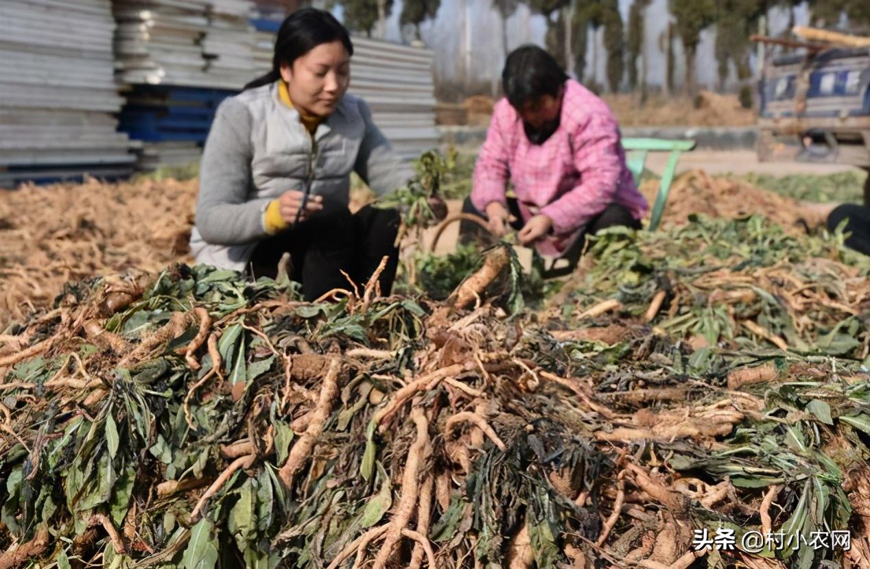 种什么最赚钱(一亩地种什么最赚钱)