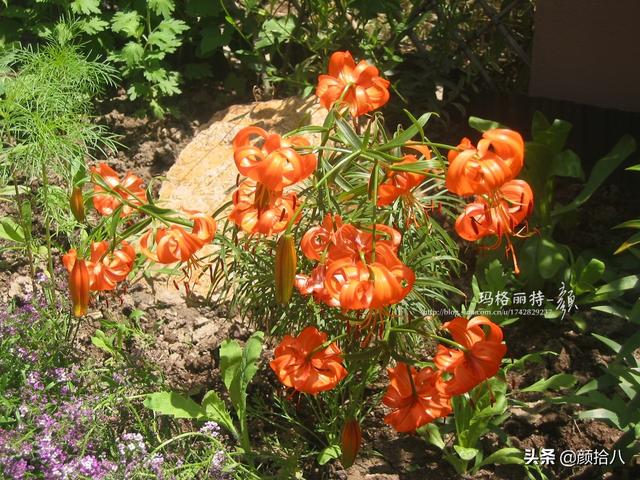 百合几月份开花，百合花什么时候开花（盛开在初夏的橙色花园）