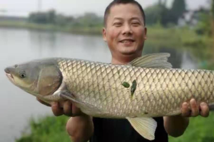 热天钓草鱼技巧：到底该钓底还是钓浮？实战经验告诉你最佳选择