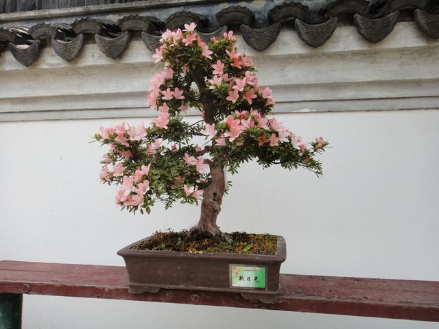 日本杜鹃盆景养殖方法，最实用的方法养出最美的花