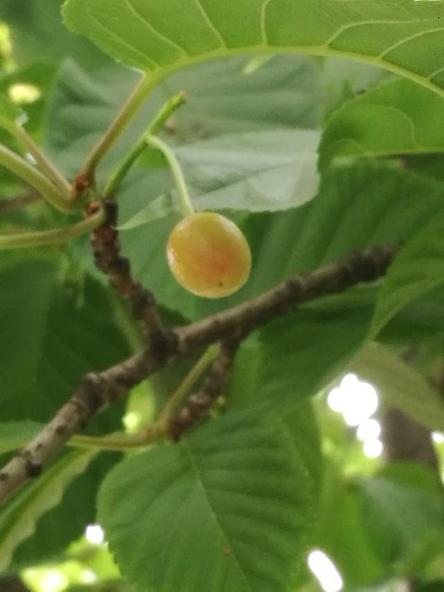 樱桃是樱花的果实吗，樱桃是樱花树开花后结的果子吗