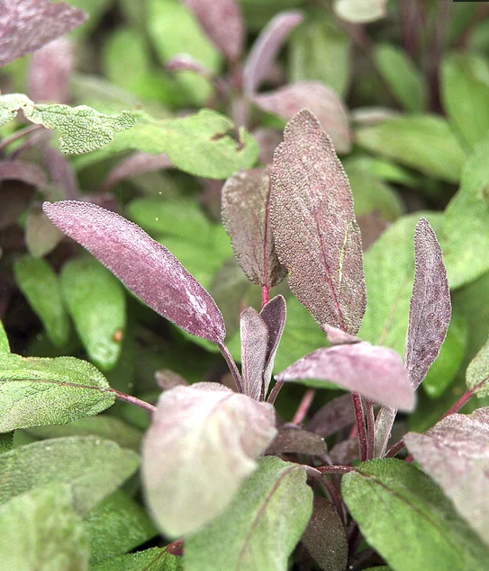 蓝花鼠尾草有几个品种，蓝花鼠尾草有几个品种图片（18种漂亮的鼠尾草）