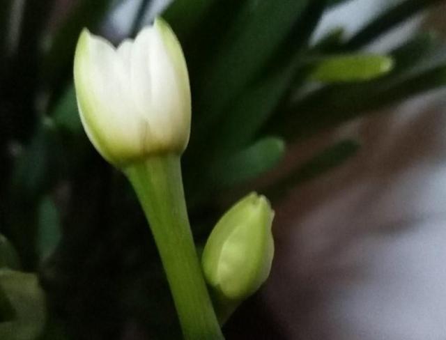 水仙花开完花以后怎么处理，花期长，还能开出好看花（水培百合花怎么养才能保持开的久）