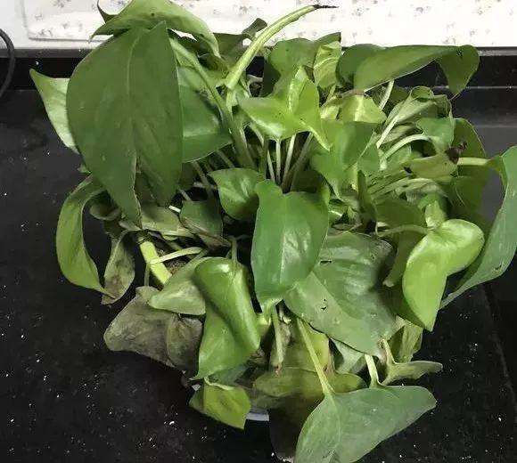 去年的绿萝黄叶怎么办(绿萝新叶黄) - 彝家农业网