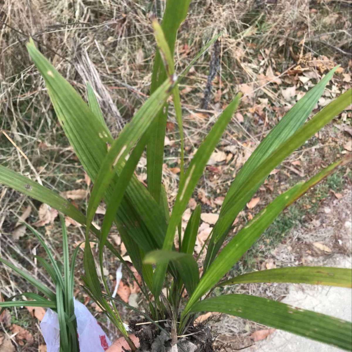 原来名字叫仙茅,有人专门种了卖大钱-质信十强榜