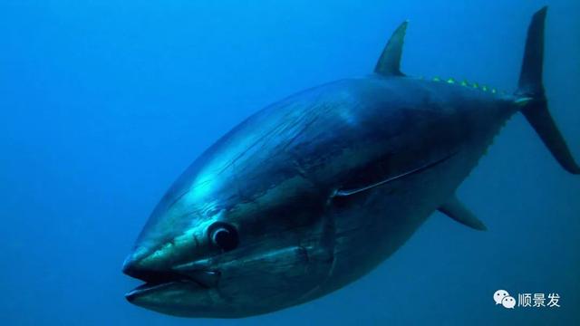 世界上有哪些渔场，世界上有几个渔场（天下“渔仓”——走进世界四大渔场）