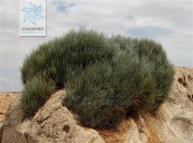 本草图经作者是谁，《本草图经》的作者（芎藭 蘼蕪 藁本）