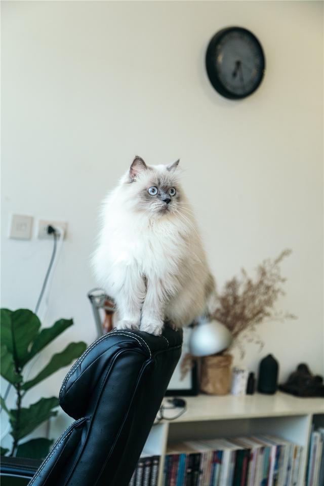 猫咪可以喝酸奶吗，猫可以喝酸奶吗（猫咪可以喝酸奶吗）