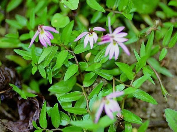 半支莲的功效与作用，半边莲的作用与功效（这野草价值高人称“半枝莲”）